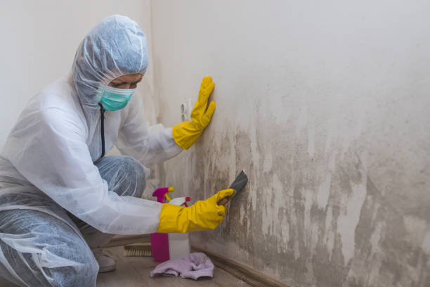Mold Removal and Inspection in Brodhead, KY