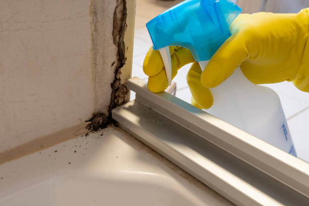 Best Mold Damage Repair  in Brodhead, KY