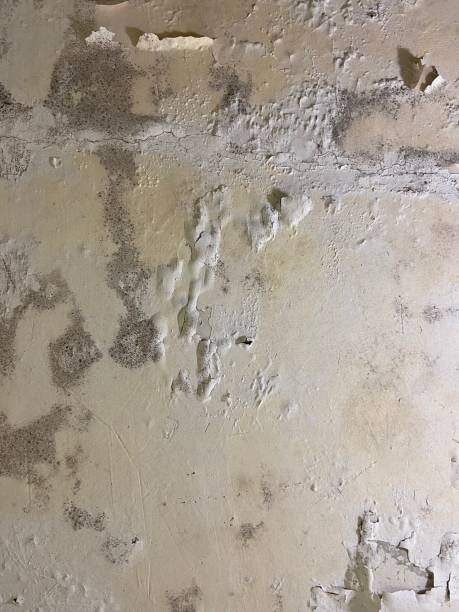 Best Crawl Space Mold Removal  in Brodhead, KY