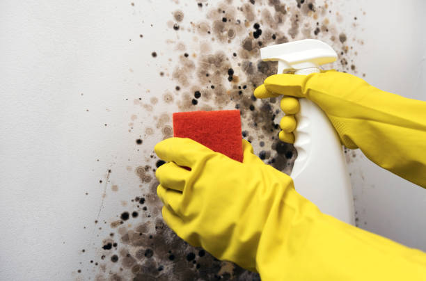 Best Attic Mold Removal  in Brodhead, KY