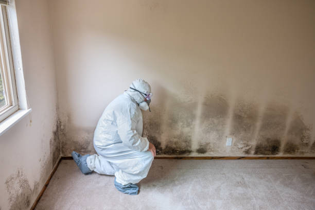 Mold Removal and Inspection in Brodhead, KY
