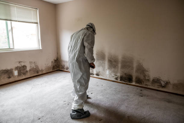 Best Certified Mold Removal  in Brodhead, KY